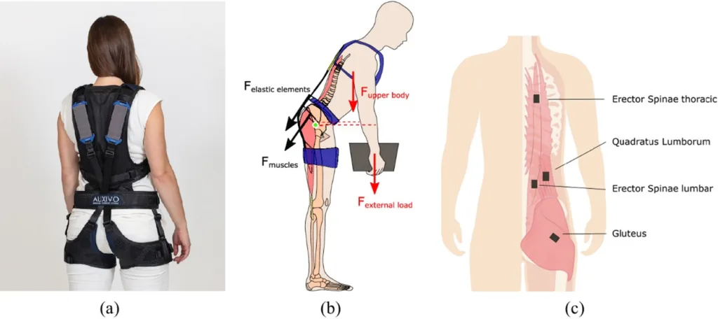 Exoesqueletos Reduzem Fadiga Muscular nas Costas e Quadris